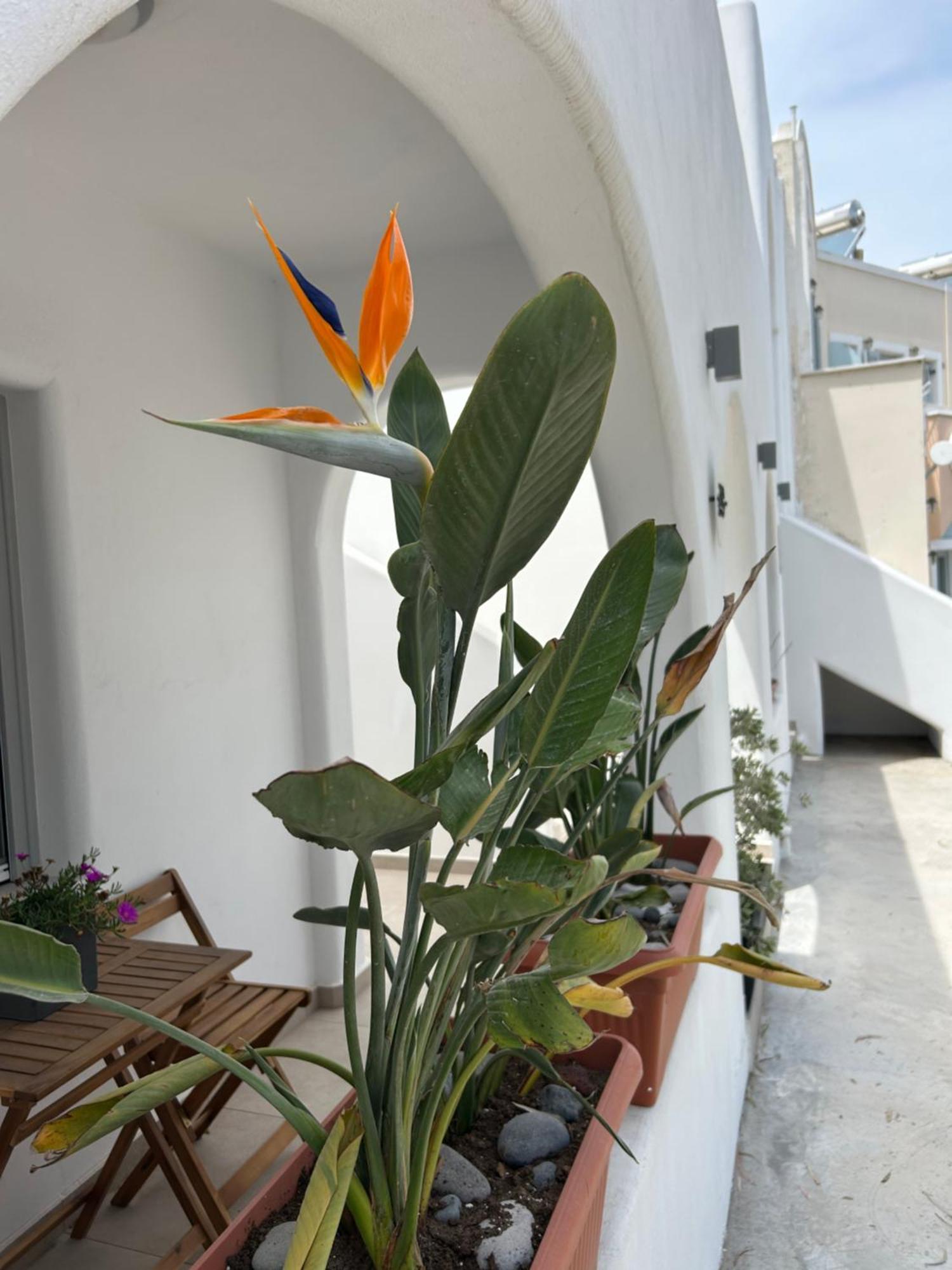 Ferienwohnung To Spitaki Sas, In Santorini! Mesaria Exterior foto